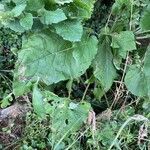 Arctium minusLeaf