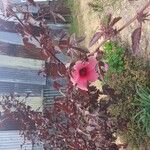 Hibiscus acetosella Blomma