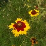 Coreopsis tinctoriaBlodyn