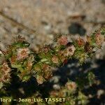 Salsola australis autre