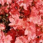Rhododendron kaempferi Blomma