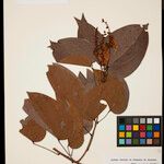 Bauhinia guianensis List