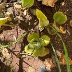 Kalanchoe crenataFuelha