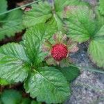 Potentilla indica Frucht