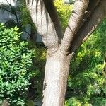 Dracaena draco Bark