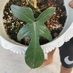 Philodendron panduriforme List