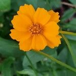 Coreopsis auriculata Квітка