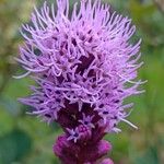 Liatris spicata 花