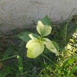 Synedrella nodiflora Leaf