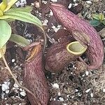 Nepenthes lavicola Leaf