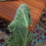 Cichorium endivia Blatt