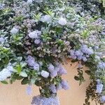 Ceanothus thyrsiflorus Habit