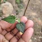 Sida cordata Frunză