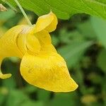 Impatiens noli-tangere Flower