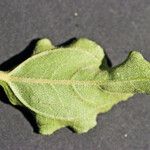 Helianthus silphioides Leaf