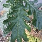 Quercus frainetto Leaf