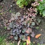 Heuchera sanguinea ᱥᱟᱠᱟᱢ