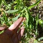 Commelina erectaBlüte