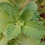 Centratherum punctatum Leaf