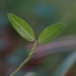 Zornia latifolia Folla