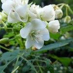 Dombeya acutangula ফুল