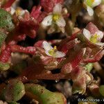 Calyptridium monandrum Habit