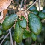 Quercus agrifolia Fruit