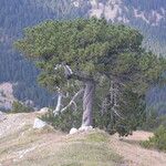 Pinus heldreichii عادت