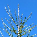 Larix decidua অভ্যাস