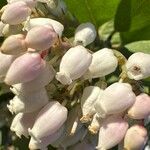 Arctostaphylos manzanita Цвят