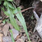 Asplenium rhizophyllum Hábitos