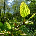 Alnus alnobetula Листок