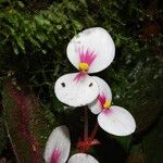 Begonia lacunosa Flower