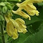Salvia glutinosa Flower