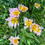 Tulipa saxatilis Flor