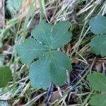 Sanicula europaea Likasa