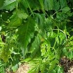 Melia azedarach Leaf