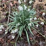 Galanthus nivalisЦвят