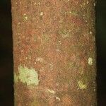 Pouteria reticulata Corteza
