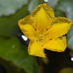 Nymphoides peltata Flower
