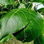 Populus balsamifera Yaprak