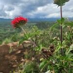 Rhodopentas parvifolia Kvet