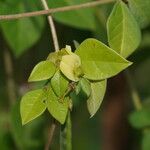 Macrotyloma axillare Flower