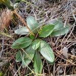 Taraxacum obovatum Blad