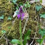 Orchis mascula Flor
