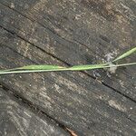 Trisetum paniceum 葉