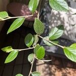 Cotoneaster franchetii Leaf