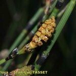 Equisetum × moorei Plod