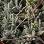 Crassula subacaulis Hoja