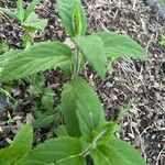 Teucrium canadense Feuille